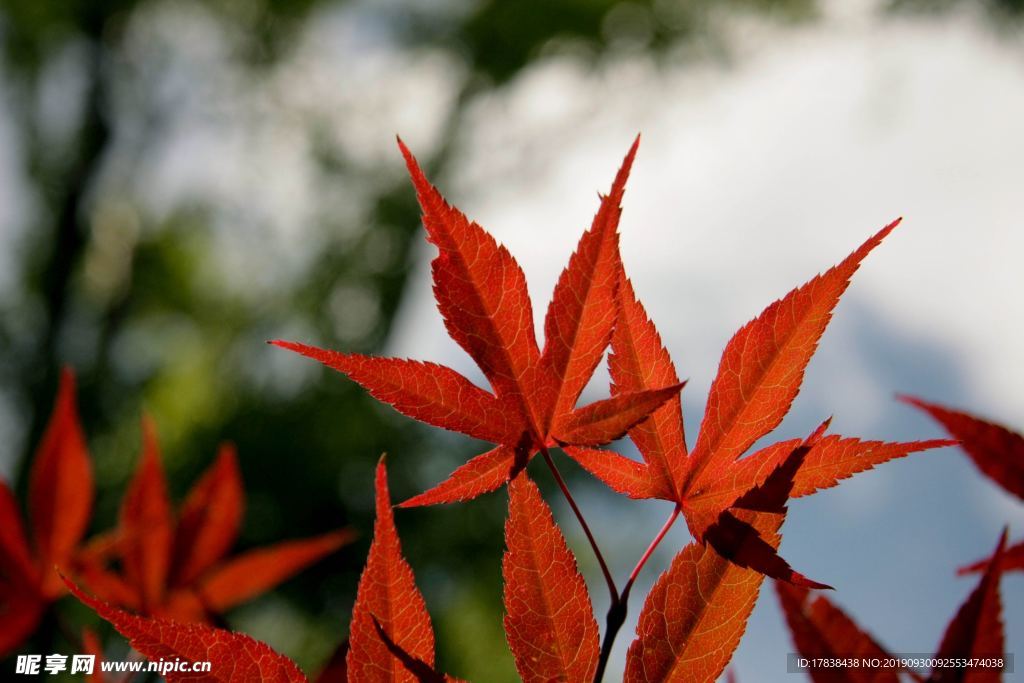 枫叶树叶秋天