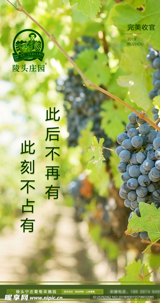 葡萄海报