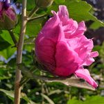 木槿 木棉 荆条 朝开暮落花
