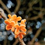 金秋 秋天 桂花 黄色 特写