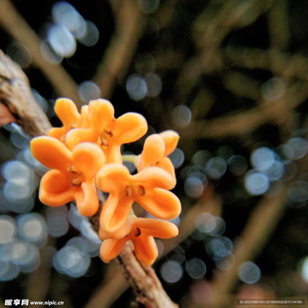 金秋 秋天 桂花 黄色 特写