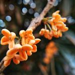 金秋 秋天 桂花 黄色 特写