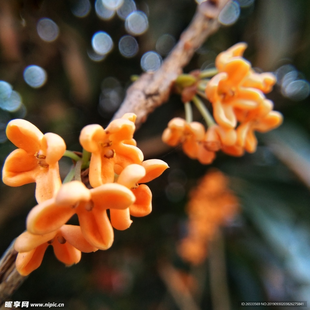 金秋 秋天 桂花 黄色 特写