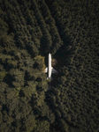 森林中的飞机