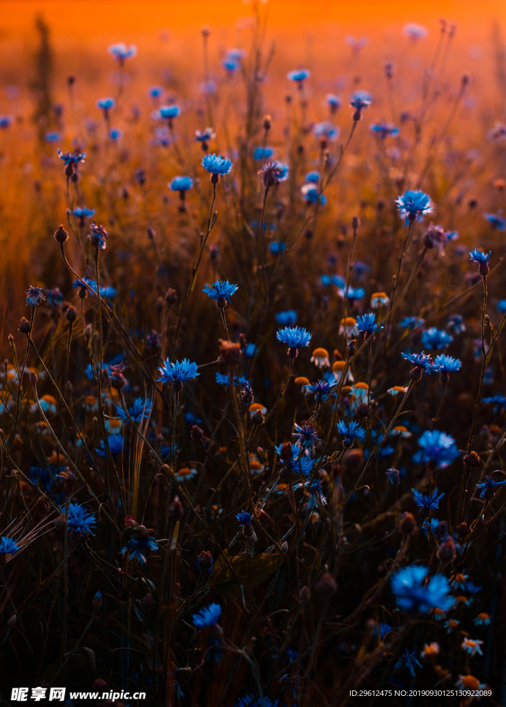 花