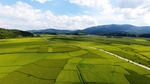 田野