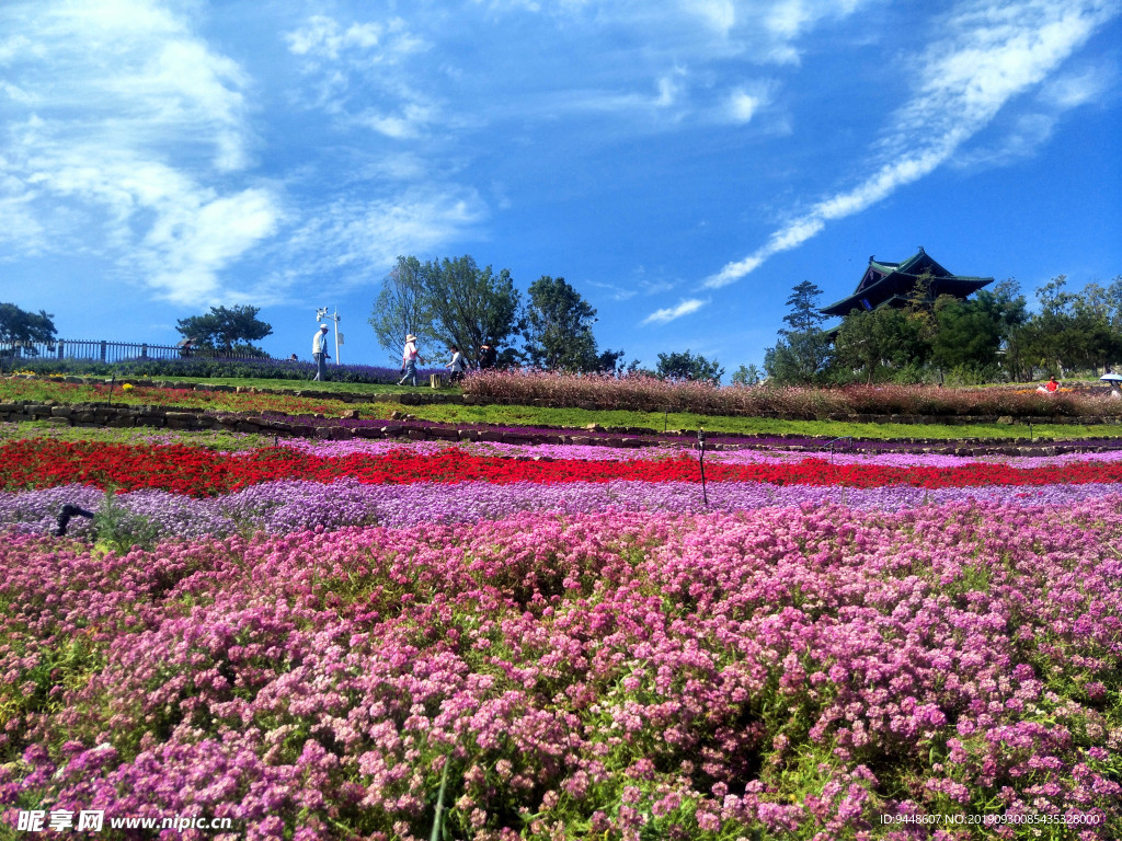 世园会花海