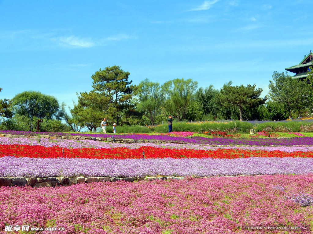 世园会花海