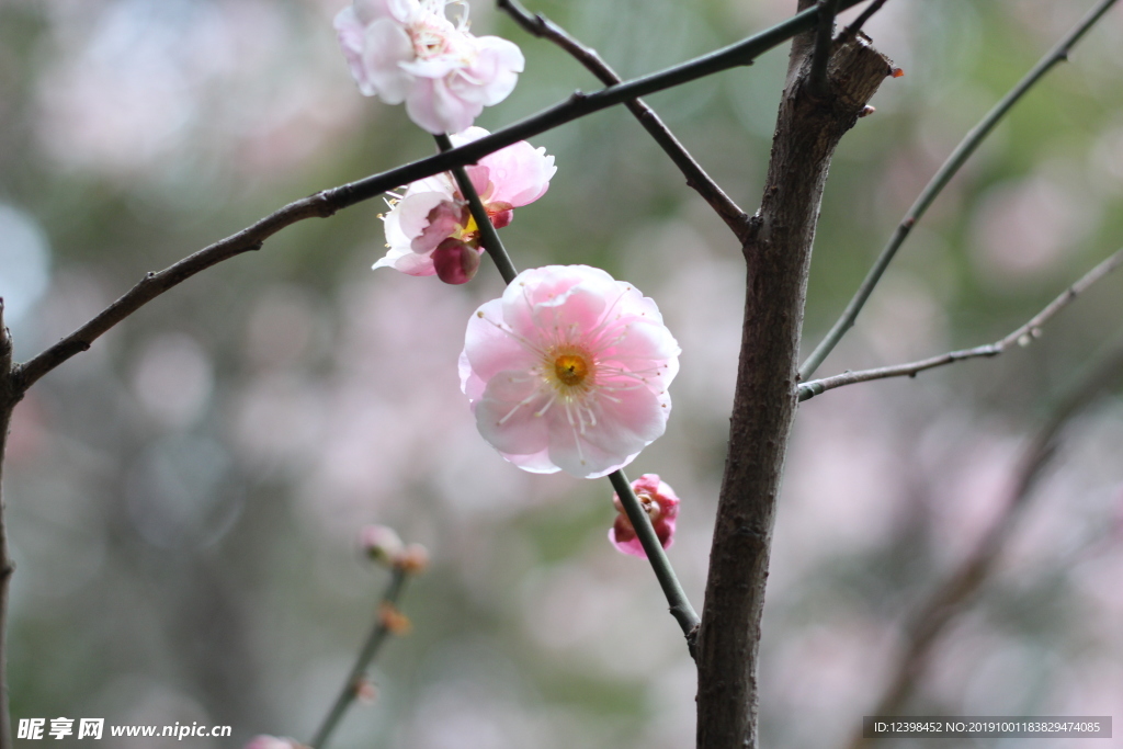 粉色梅花