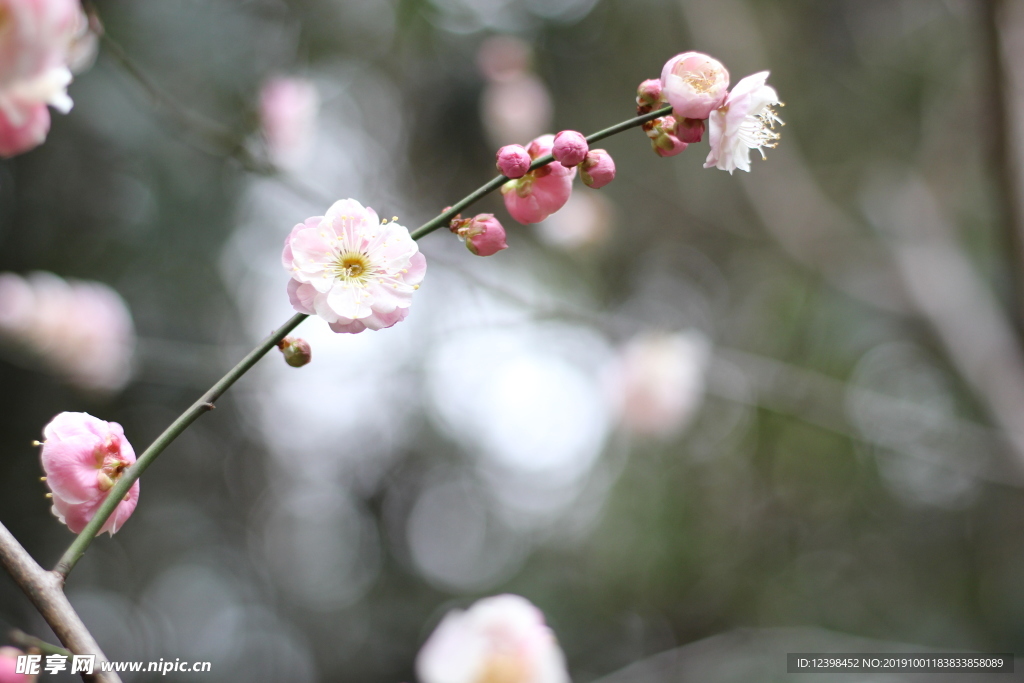 粉色梅花