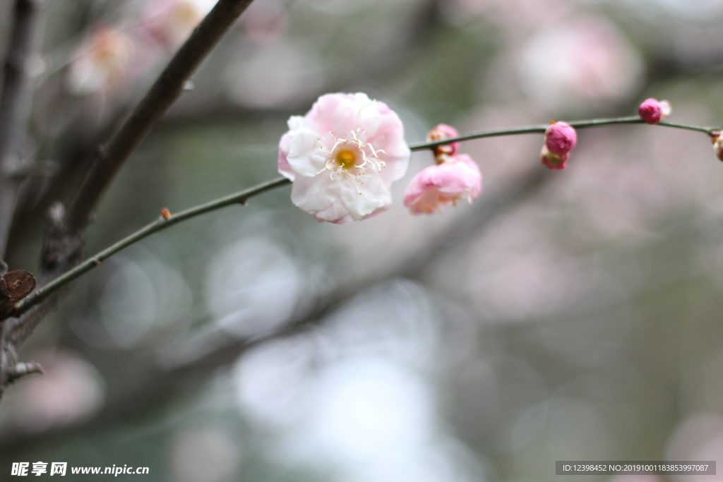 粉色梅花