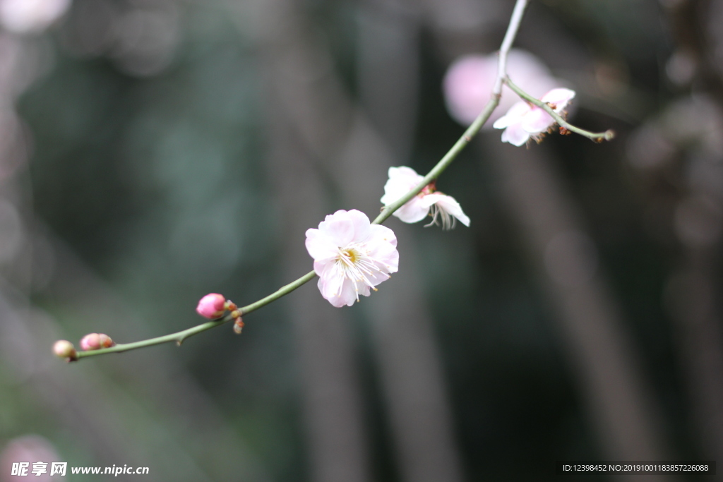 粉色梅花