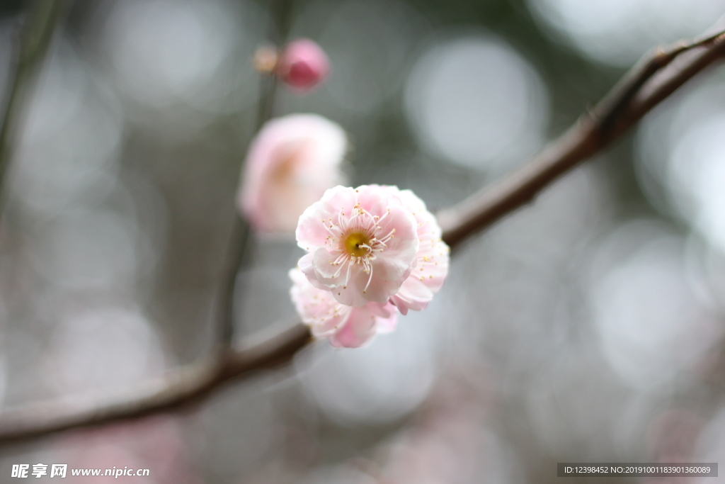 粉色梅花