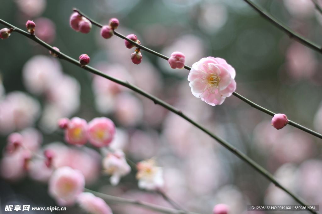 粉色梅花