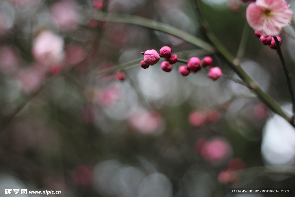 红梅花