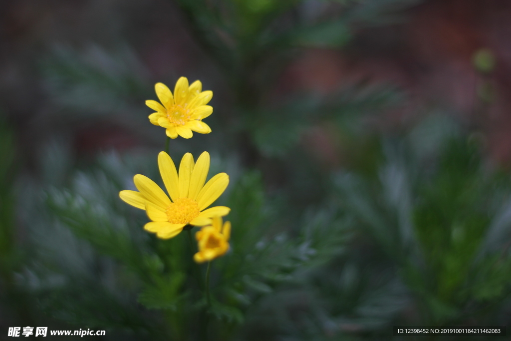 黄色小菊花