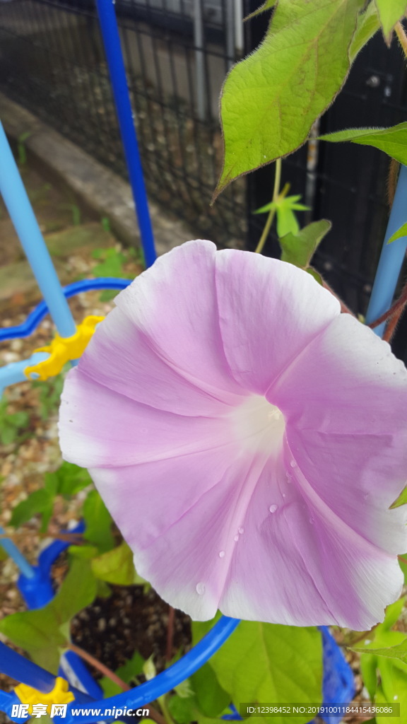 牵牛花