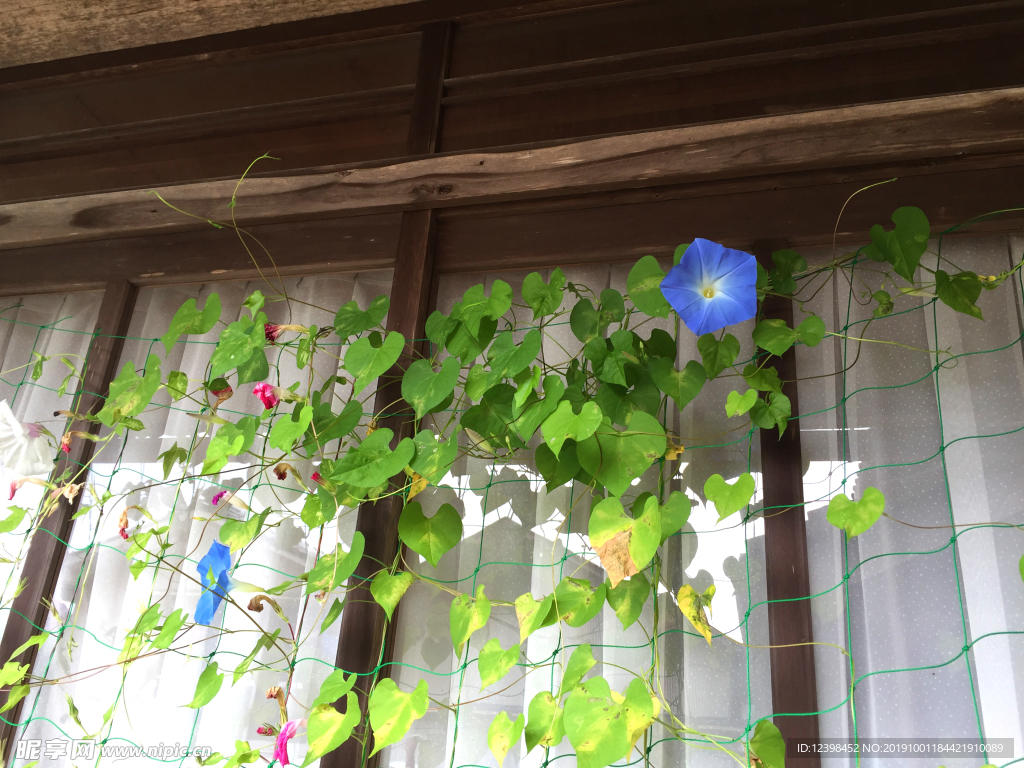 牵牛花