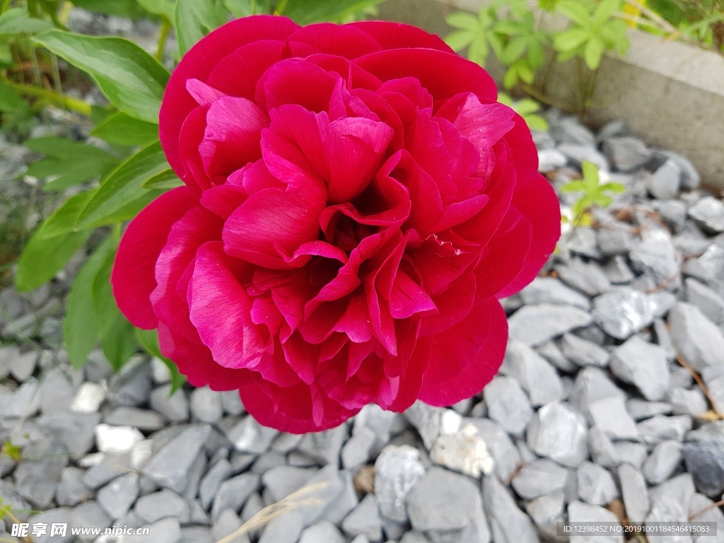 芍药花