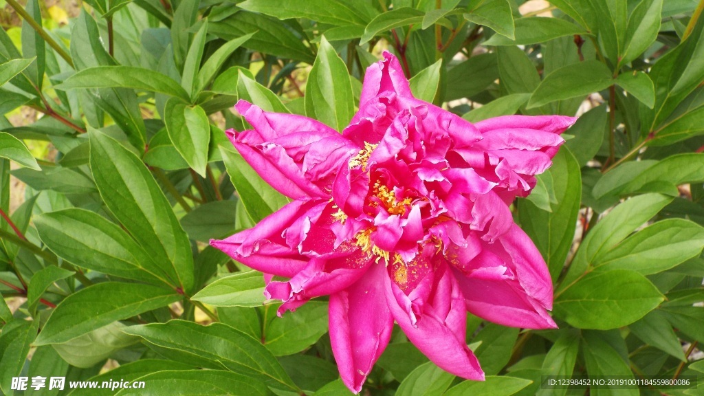 芍药花