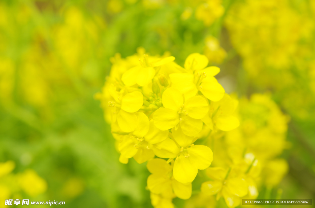 油菜花