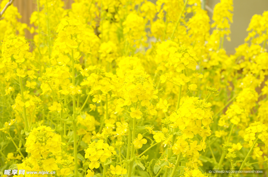 油菜花