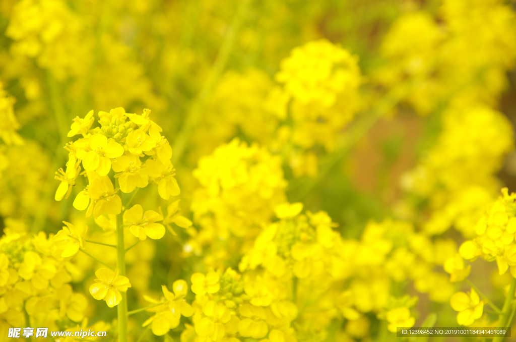 油菜花