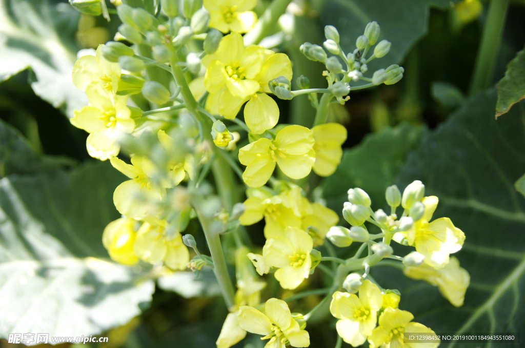 油菜花