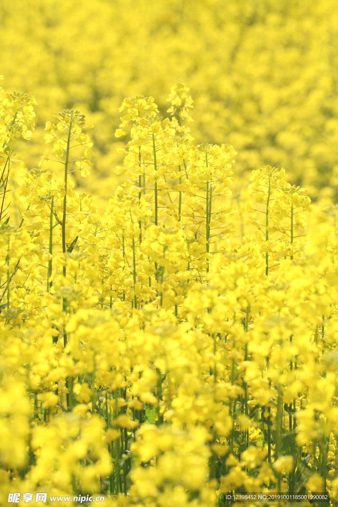 油菜花