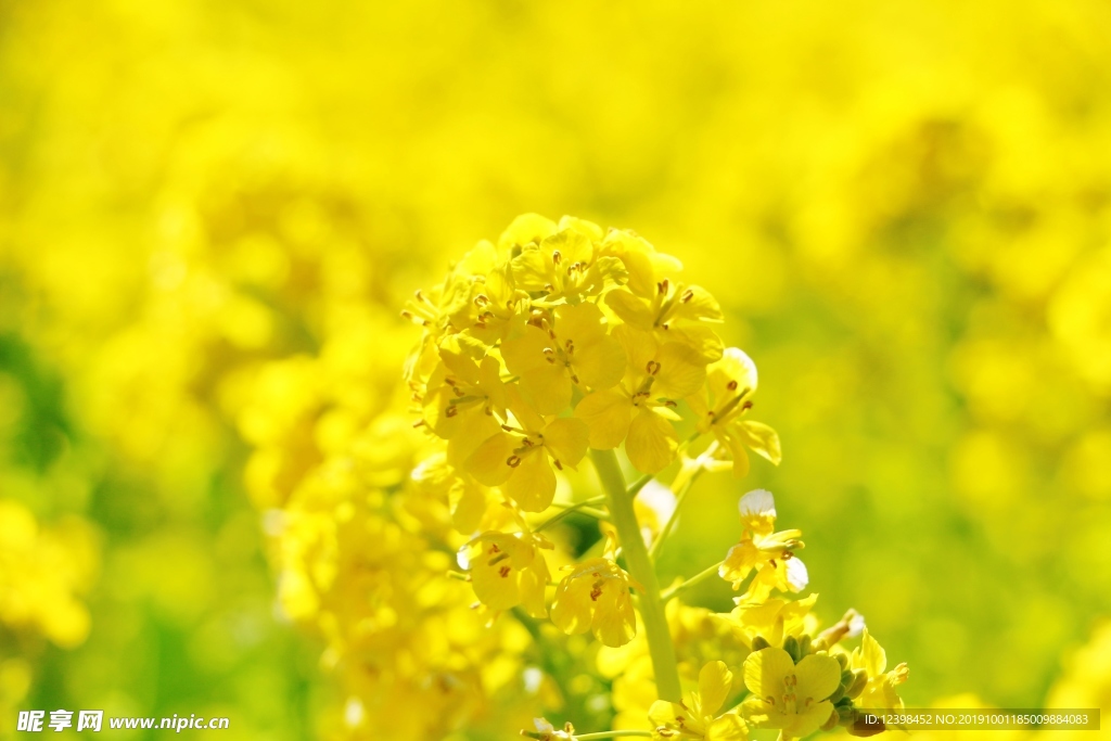 油菜花