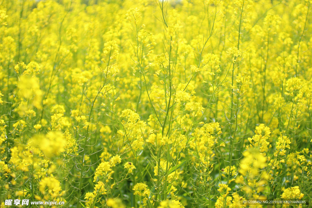 油菜花