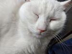 猫头