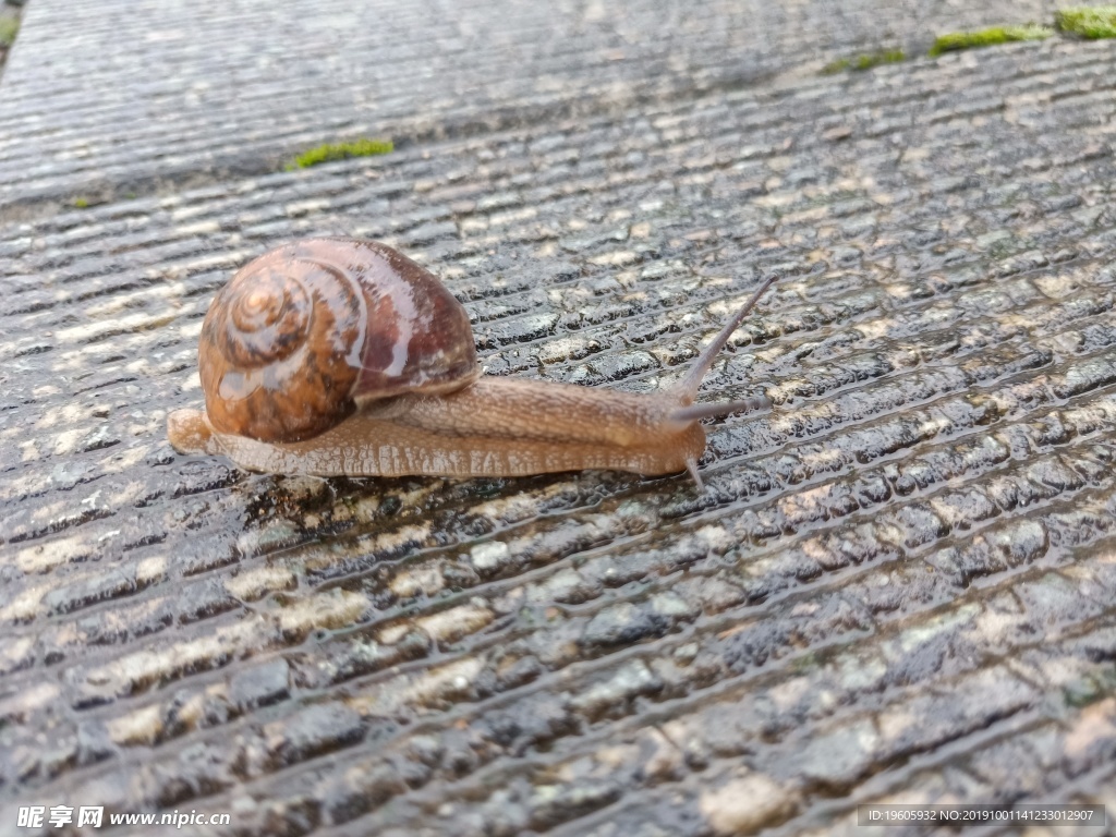 蜗牛