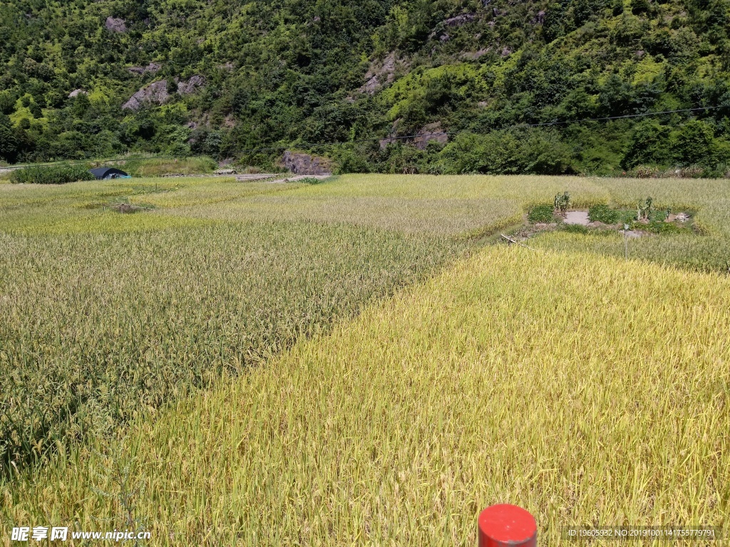稻田