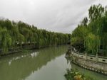 杨柳