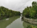 杨柳依依