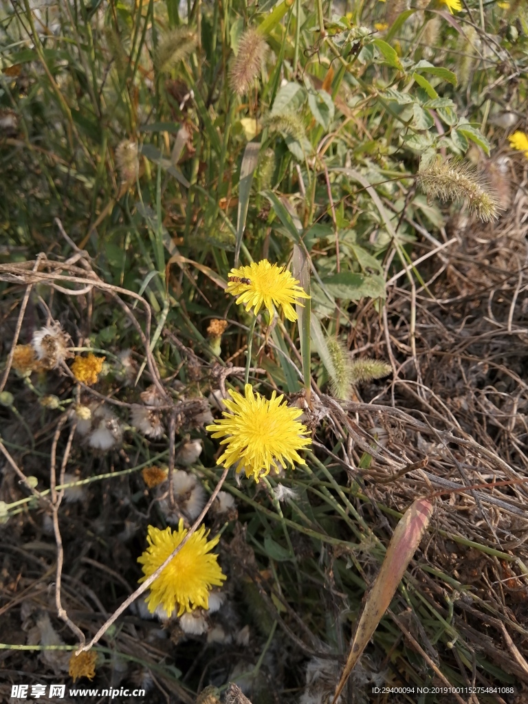 黄色的花