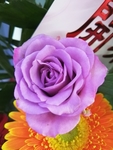 紫色玫瑰