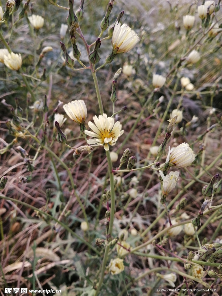 野花中药翅果菊