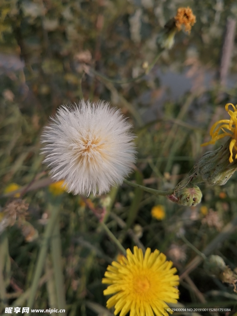 野花苣荬菜