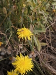 黄色野花苦苣菜