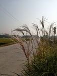 路边的芦苇
