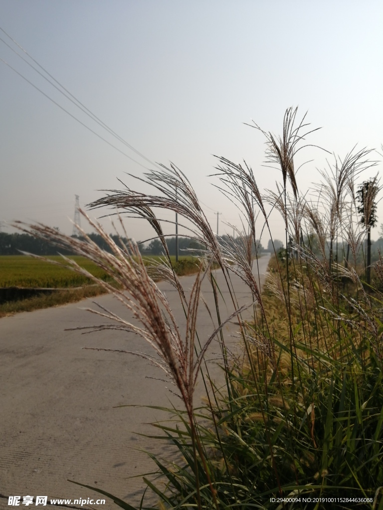 路边的芦苇