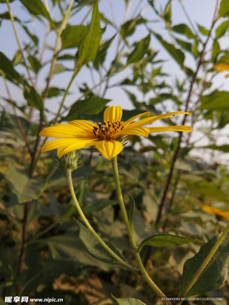 黄色花卉洋姜花