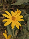 黄色花卉洋姜花
