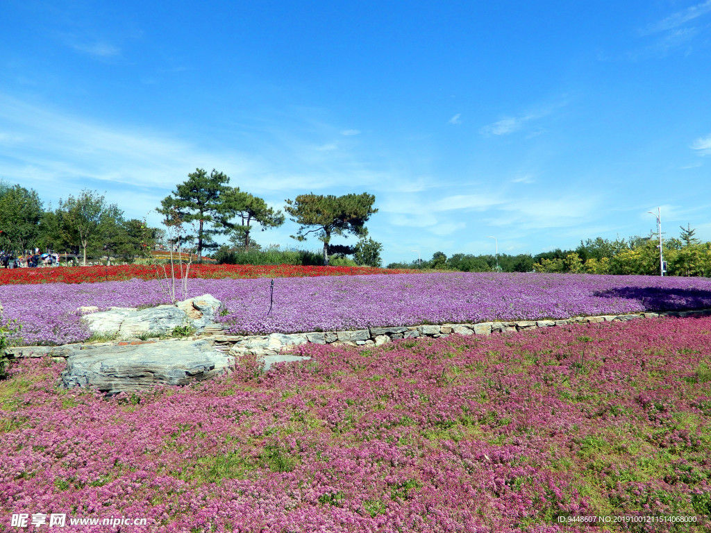 世园会花海