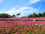 世园会花海