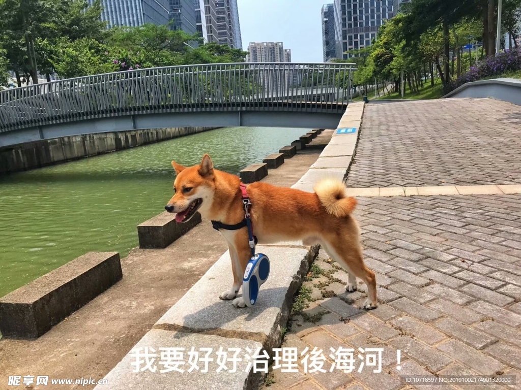 狗