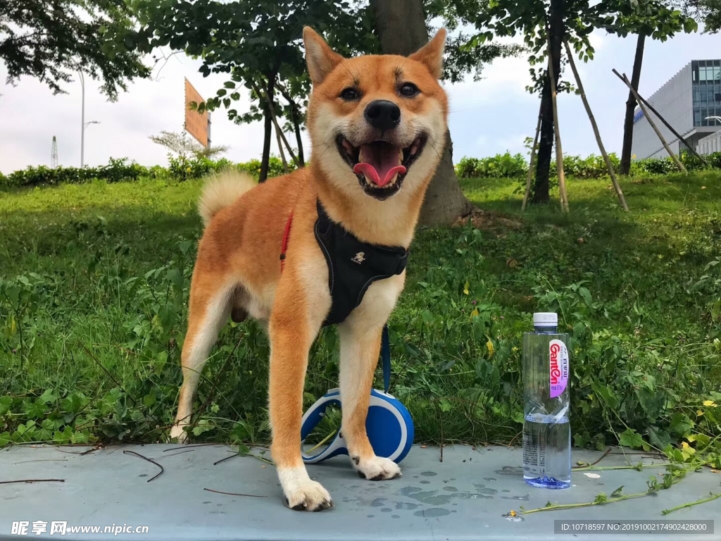 狗