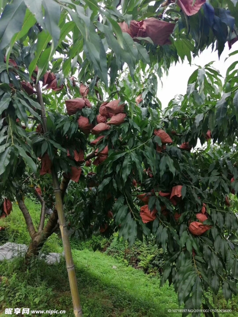 梨树